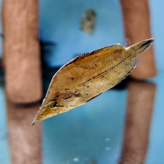 Monocirrhus poliacanthus pez hoja 5cm