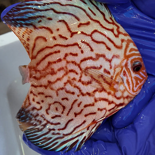 Disco Blood blue + 15cm