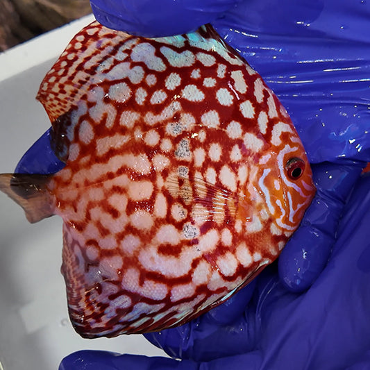 Disco Pigeon Checkerboard +15cm | 2