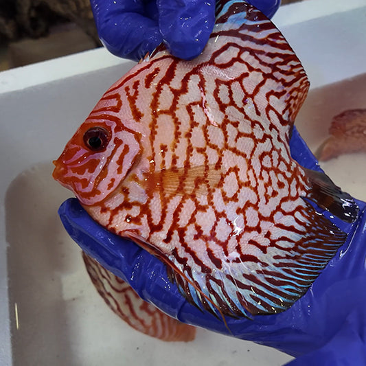 Disco Pigeon Checkerboard +15cm | 3