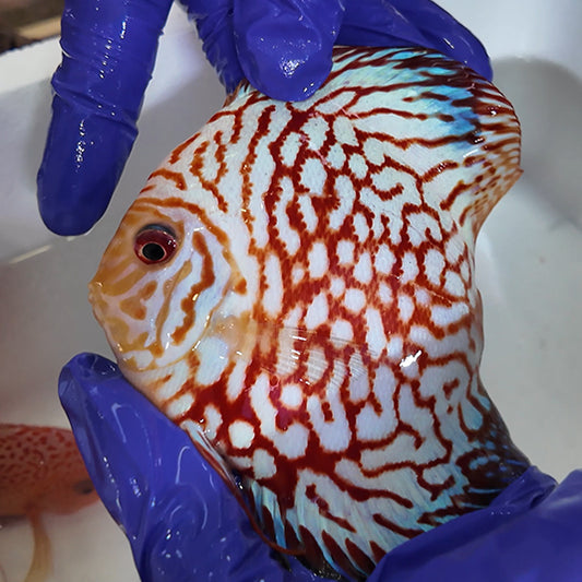 Disco Pigeon Checkerboard +15cm | 4