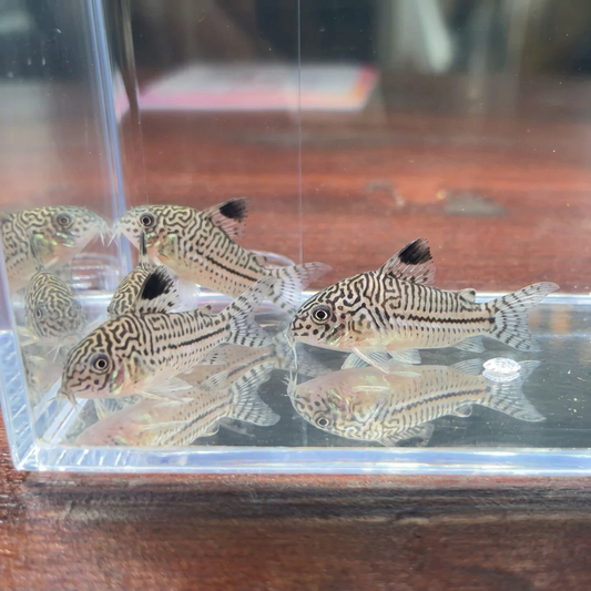 Pack 5 corydoras julii | Oferta con envío incluido