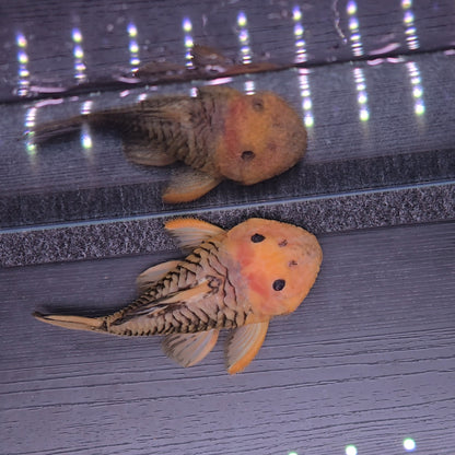 Parancistrus aurantiacus L56 (Yellow/Black) 12/15 cm – Hudson Crizanto