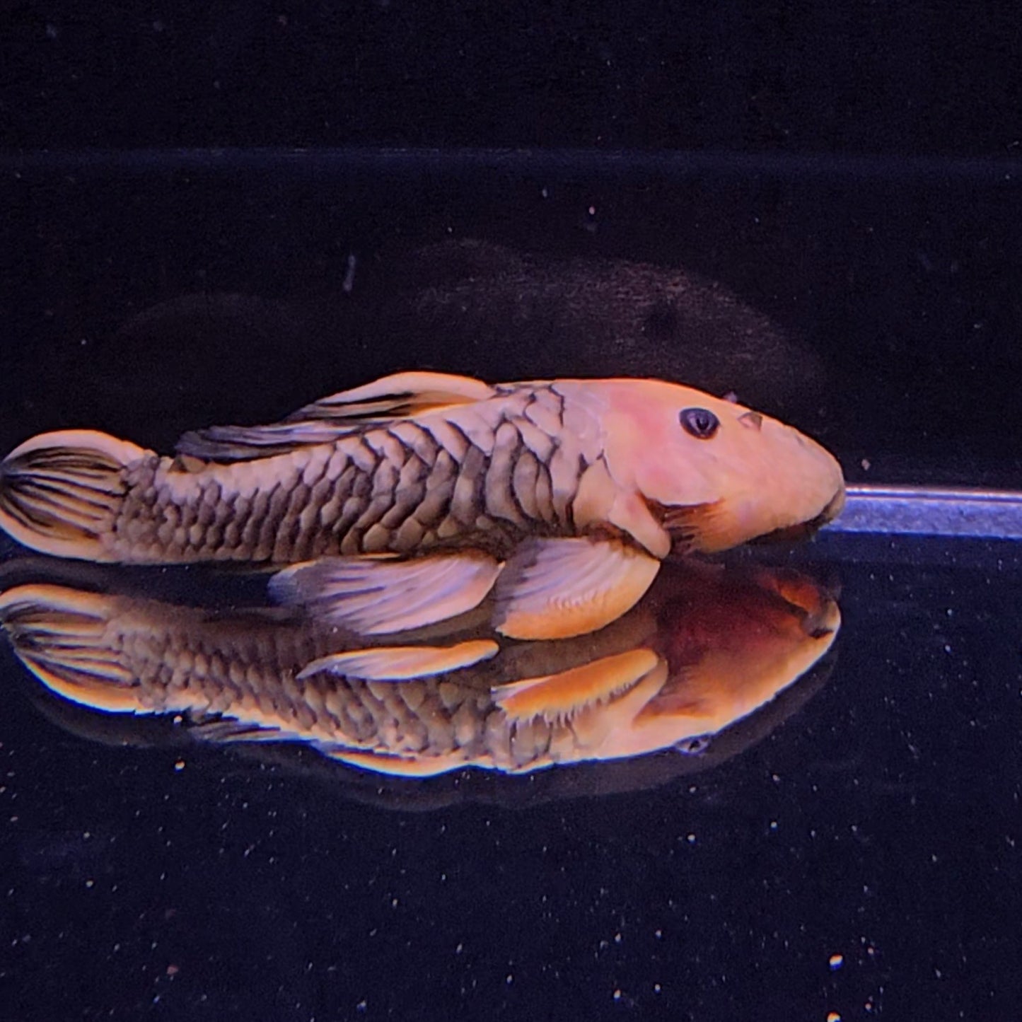 Parancistrus aurantiacus L56 (Yellow/Black) 12/15 cm – Hudson Crizanto