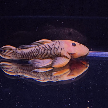 Parancistrus aurantiacus L56 (Yellow/Black) 12/15 cm – Hudson Crizanto