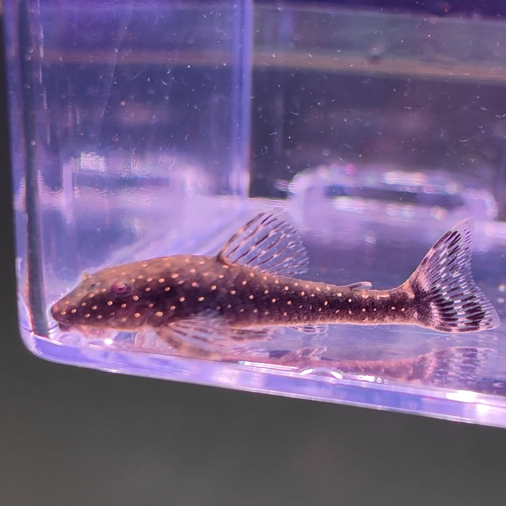 Parotocinclus haroldoi Dwarf Parotocinclus – Hudson Crizanto