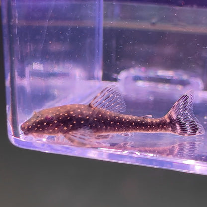 Parotocinclus haroldoi Dwarf Parotocinclus – Hudson Crizanto
