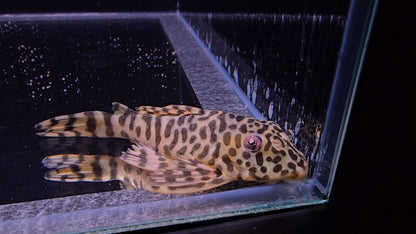 Peckoltia compta L134 Orange Pigmented 6-9 cm – Hudson Crizanto