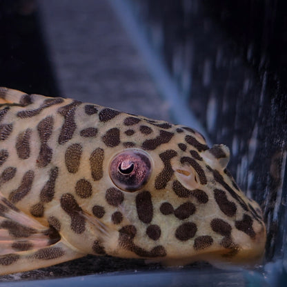 Peckoltia compta L134 Orange Pigmented 6-9 cm – Hudson Crizanto