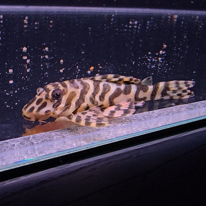 Peckoltia compta L134 6-9 cm – Hudson Crizanto