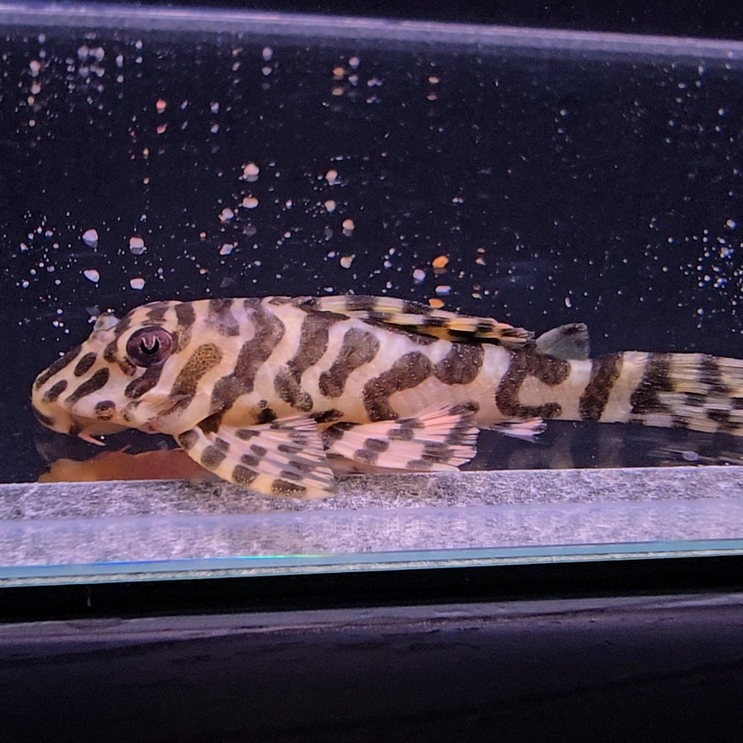 Peckoltia compta L134 6-9 cm – Hudson Crizanto