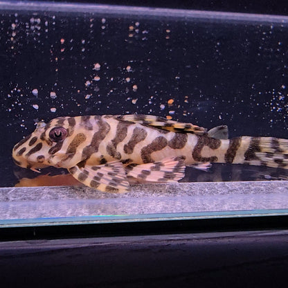 Peckoltia compta L134 6-9 cm – Hudson Crizanto