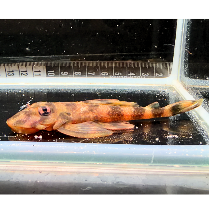 Pleco atabapo L168 (Deckeyseria pulchra)