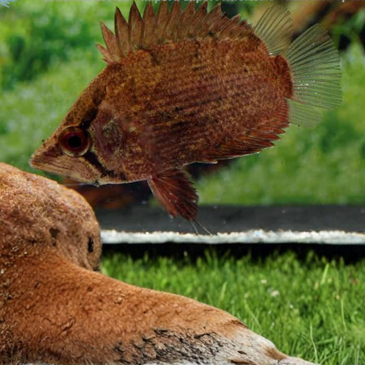 Polycentropsis abbreviata 3-5cm