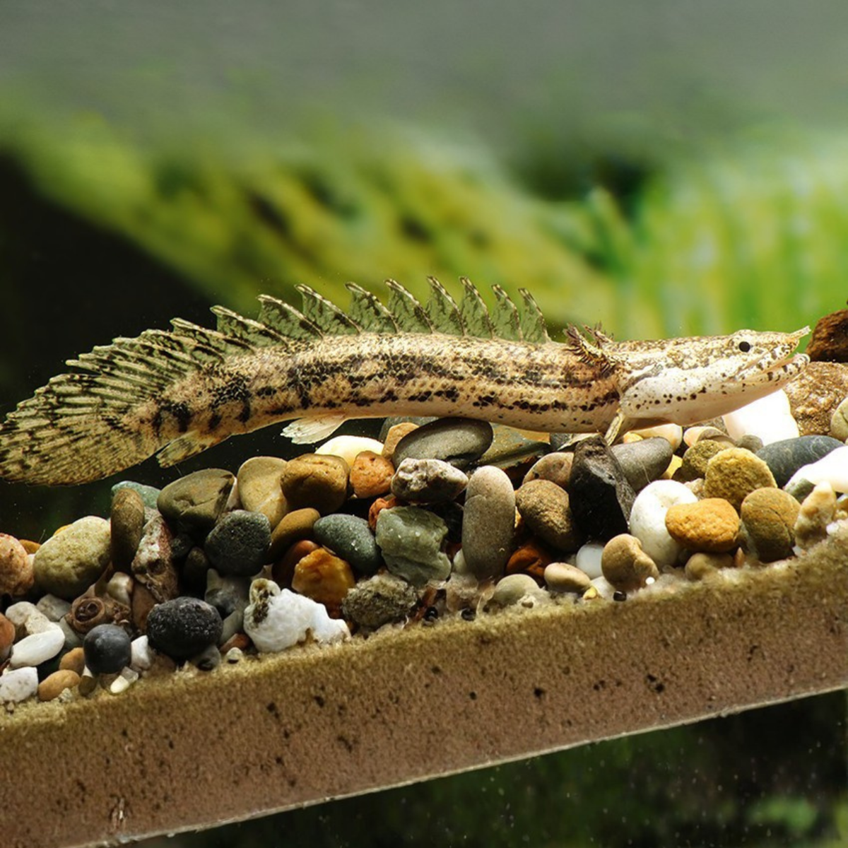 Polypterus endlicheri bred 8-10cm