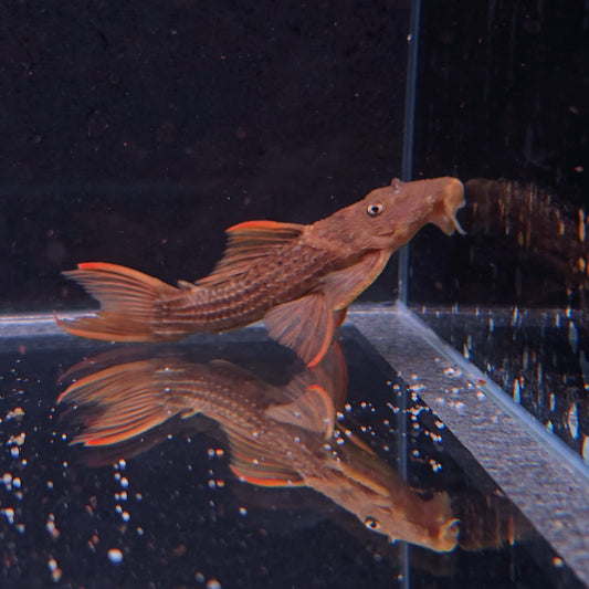 Pseudacanthicus pitanga L24 Red 6/8cm  – Hudson Crizanto