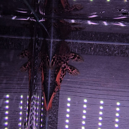 Pseudacanthicus sp. L273 Red Titanic 5-7 cm – Hudson Crizanto