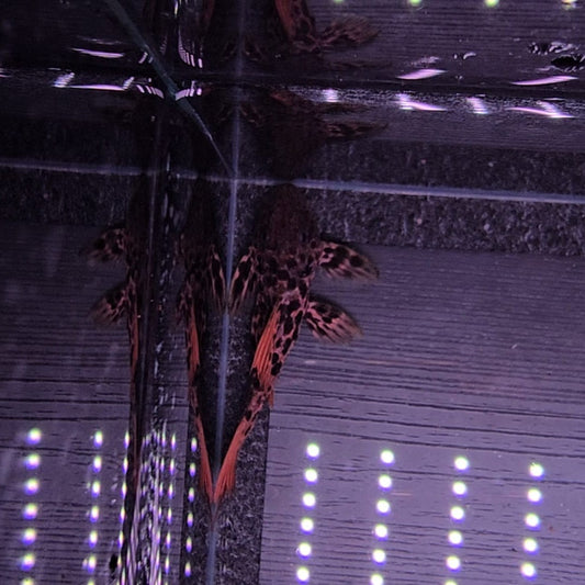 Pseudacanthicus sp. L273 Red Titanic 5-7 cm – Hudson Crizanto