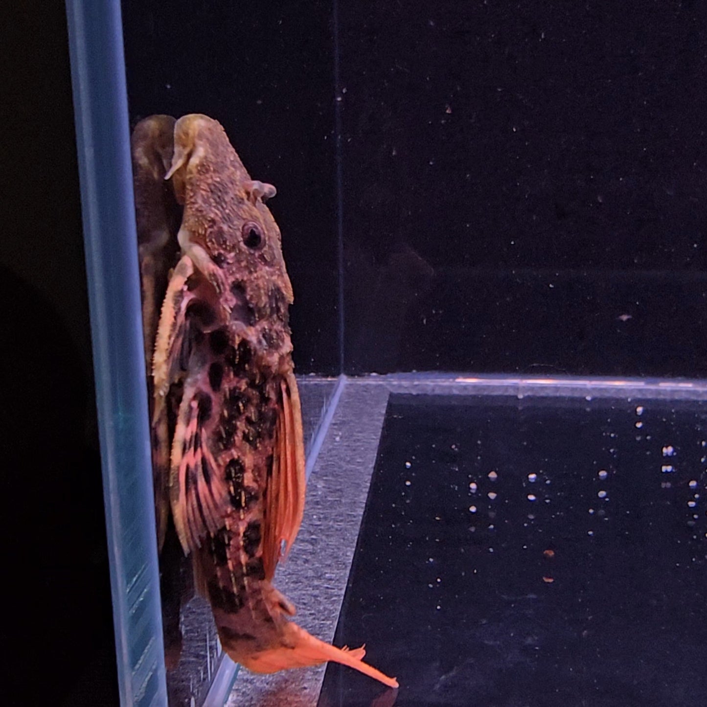 Pseudacanthicus sp. L273 Red Titanic 8-10 cm – Hudson Crizanto