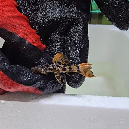 Pseudacanthicus sp. L273 Red Titanic 5-7 cm – Hudson Crizanto