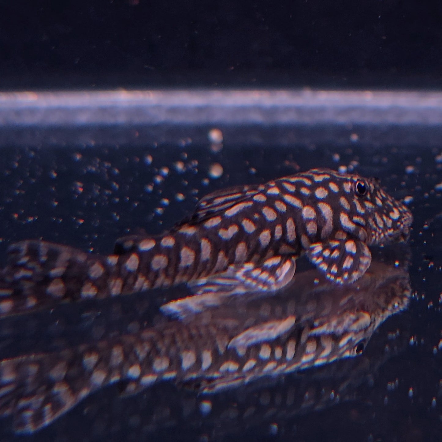 Pseudancistrus genisetiger Rare Ceara State Pleco 5-7 cm – Hudson Crizanto