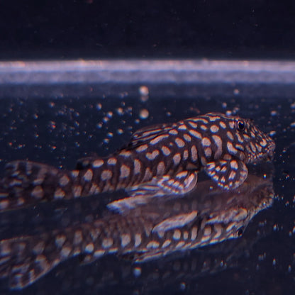 Pseudancistrus genisetiger Rare Ceara State Pleco 5-7 cm – Hudson Crizanto