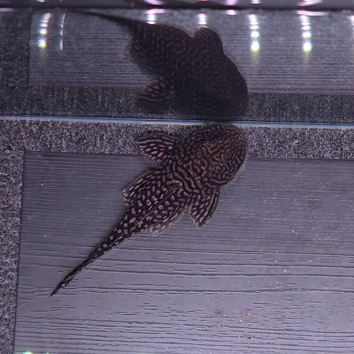 Pseudancistrus genisetiger Rare Ceara State Pleco 10-14 cm – Hudson Crizanto