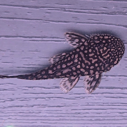 Pseudancistrus genisetiger Rare Ceara State Pleco 10-14 cm – Hudson Crizanto