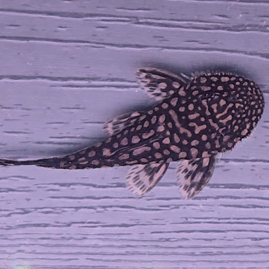 Pseudancistrus genisetiger Rare Ceara State Pleco 10-14 cm – Hudson Crizanto