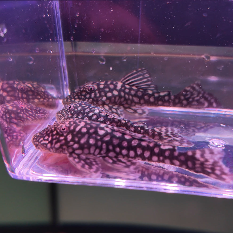 Pseudancistrus genisetiger Rare Ceara State Pleco 5-7 cm – Hudson Crizanto