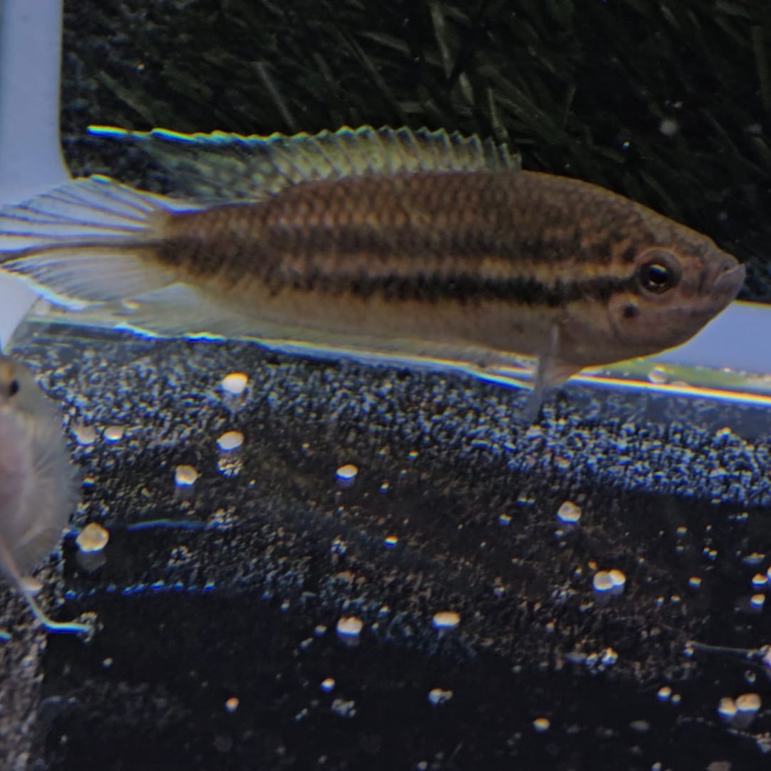 Pseudosphromenus cupanus dayi