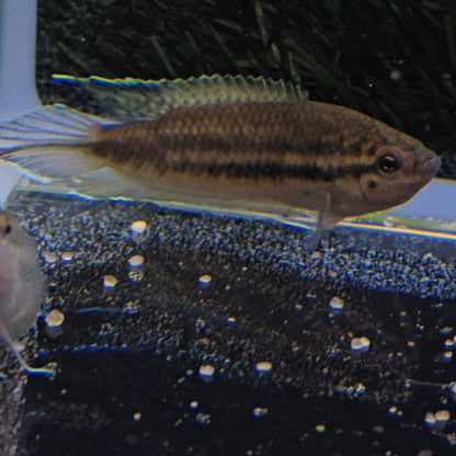 Pseudosphromenus cupanus dayi