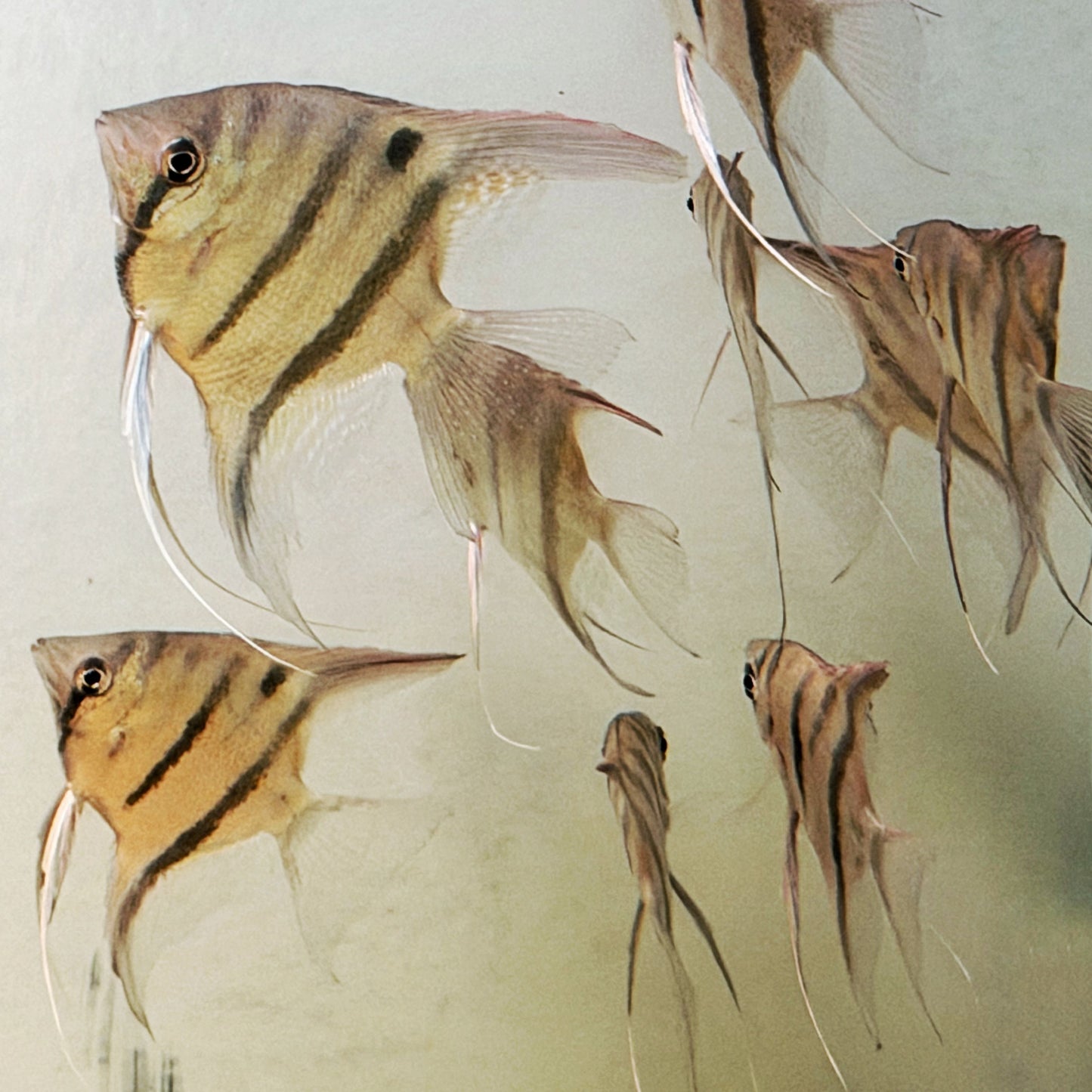 Pterophyllum Leopoldi rio Demini talla 4-5cm