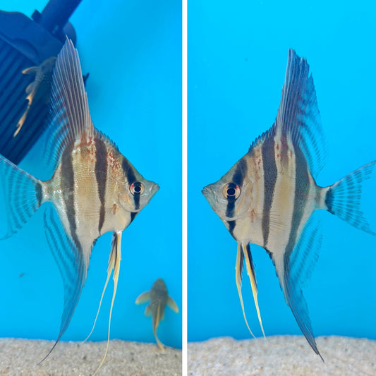 Pterophyllum altum - Rio Inirida 15-18cm -