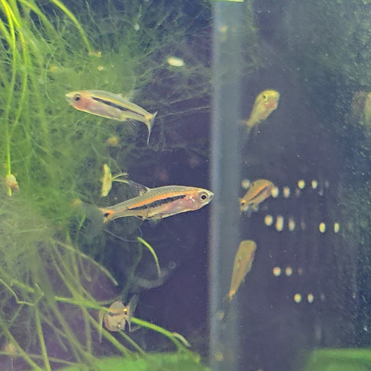 Rasbora Einthoveni