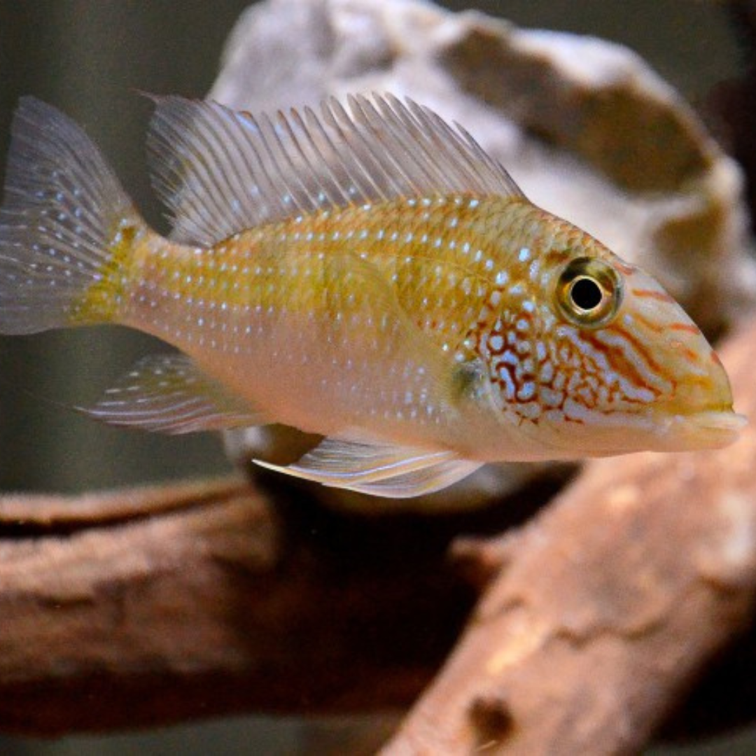 Geo. Satanoperca Jurupari | peces agua dulce