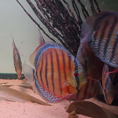 Symphysodon discus Red discus 14 - 16 cm  – Hudson Crizanto