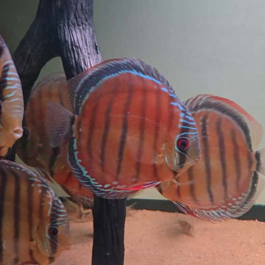 Symphysodon discus Red discus 14 - 16 cm nº 2  – Hudson Crizanto