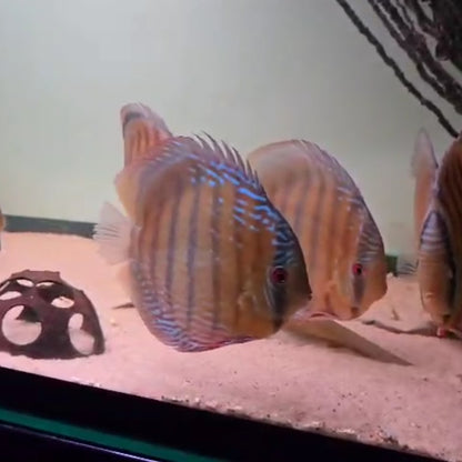 Symphysodon discus Semi Royal red base 14/16 cm  – Hudson Crizanto