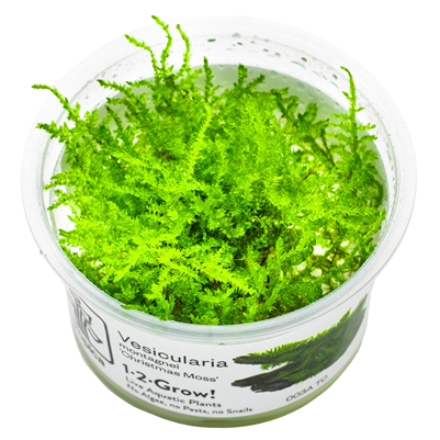 Taxiphyllum sp. ’Christmas Moss’ in vitro