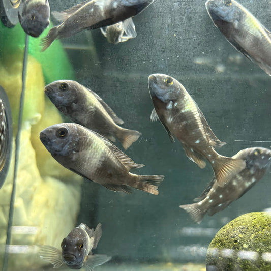 Tropheus duboisi Maswa talla 4-6cm