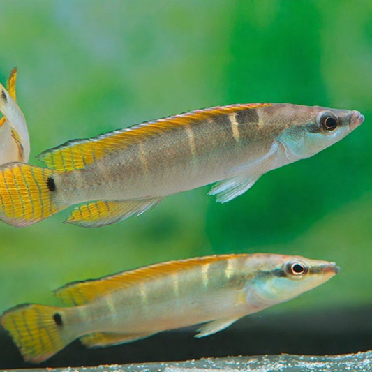 Wallaciia compressiceps - Crenicichla