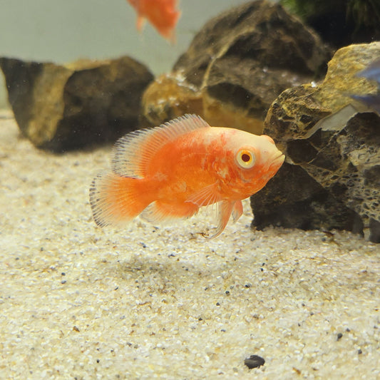 Astronotus Ocellatus Red Chili 4-6cm