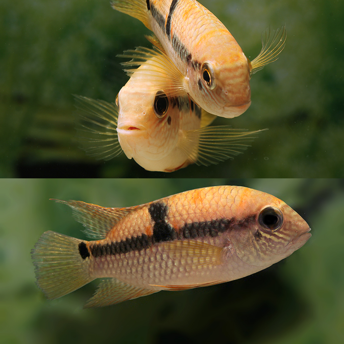 Aequidens diadema talla 4-6cm