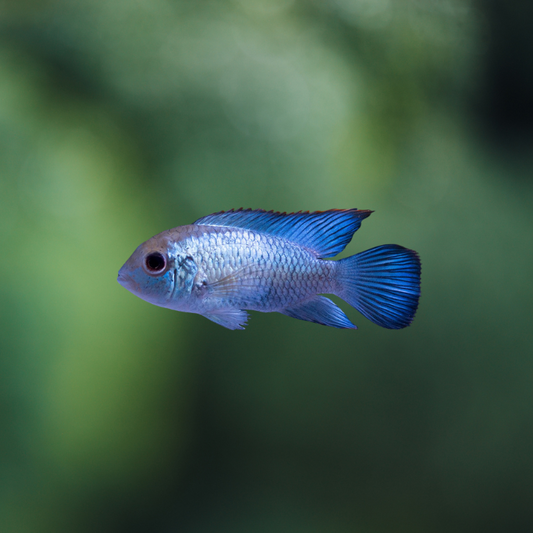 Aequidens Pulcher NeonBlue | peces agua dulce