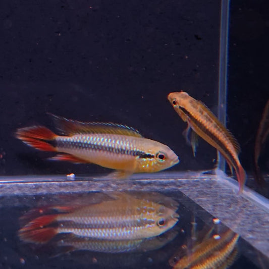 Apistogramma agassizi double red lg