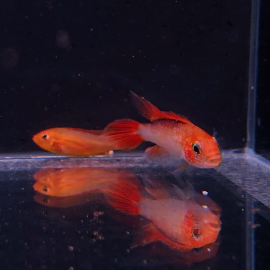 Apistogramma agassizi fire red clg