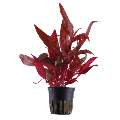 Alternanthera reineckii rosanervig| planta para acuario