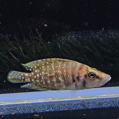 Altolamprologus Calvus black 5-6cm | peces agua dulce