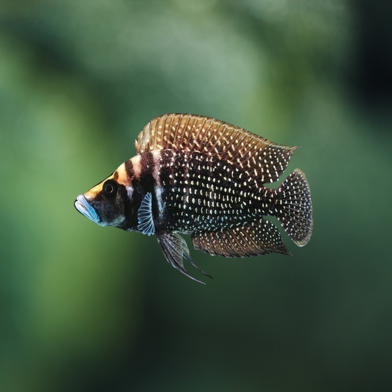 Altolamprologus Calvus | peces agua dulce